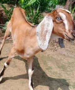 Male Female Goat,