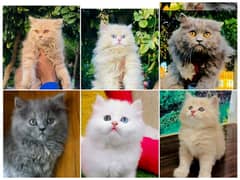 Persian Punch face triple coat cat Kitten