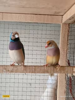 Gouldian Available male female Green Yellow Blue Breed p