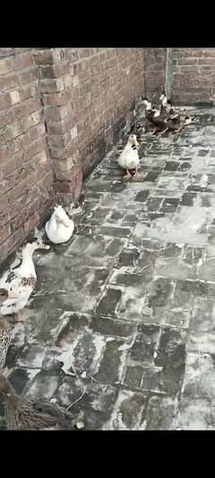 Ducks