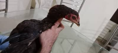 hen