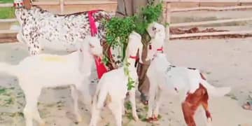 teen bacchon wali bakri for sale 03134935108