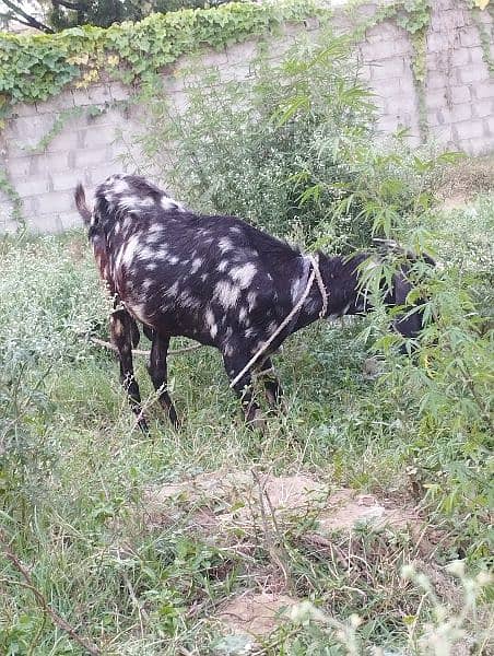 Bakri 2