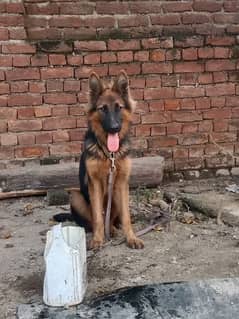 German long coat male