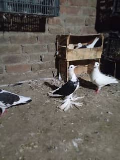 sharazi pigeon  for sal