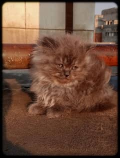 Pure Persian Extreme Punch Face Kitten