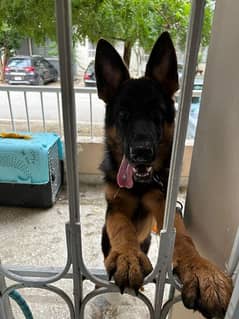 German Shepherd | Pink Pedigree | 6-7 Months Old