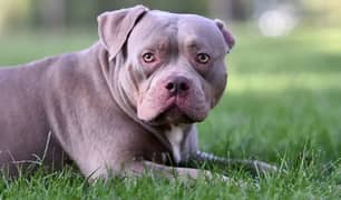 american bully male age 13 month