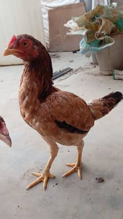 aseel hen with chick