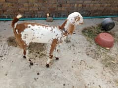 Goat for sale rabta 03062264590