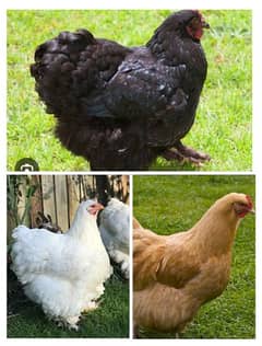 buff hens required 0