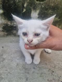 3 coated pure Persian kitten's punch face