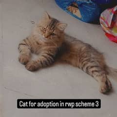 Male persion cat for sale with accessories