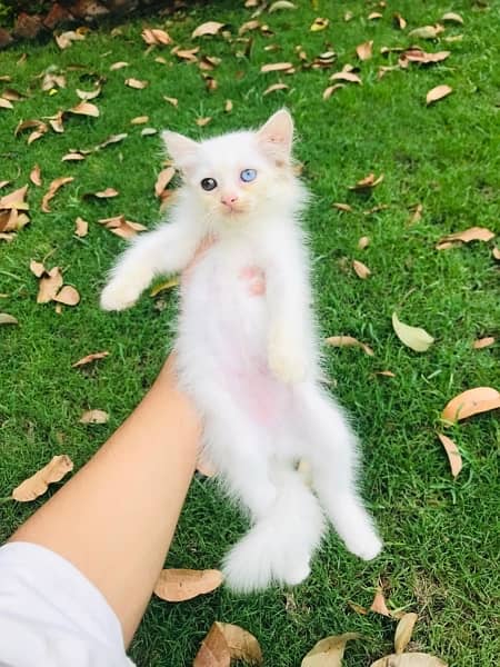 triple coat persian kitten 4