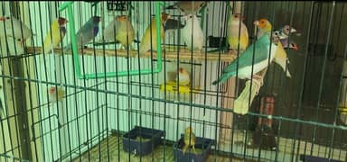 Goldian Finch, Banglies, Java, Hextail, Folding Cage, Box, Feed Hooper