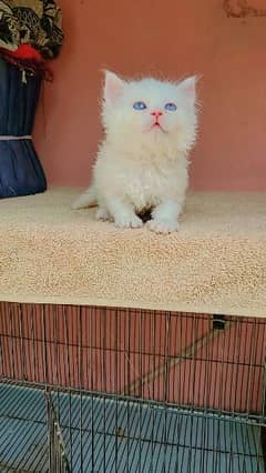 pure persian male and female kitten triple coat litter trend