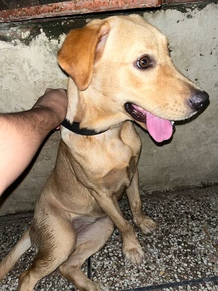 Labrador 6 month female 3