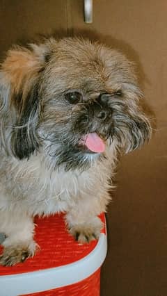 9 months show class Shihtzu for sale