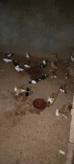 Breeder pair And Mix pigeons avialble 0