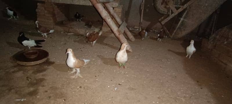 Breeder pair And Mix pigeons avialble 3