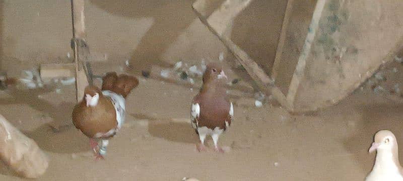 Breeder pair And Mix pigeons avialble 4