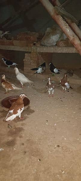 Breeder pair And Mix pigeons avialble 6