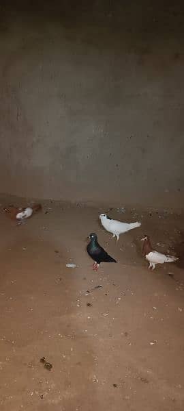 Breeder pair And Mix pigeons avialble 7