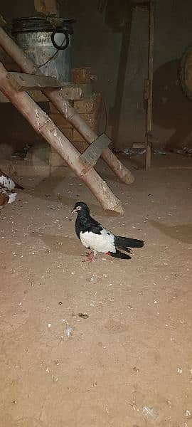 Breeder pair And Mix pigeons avialble 9