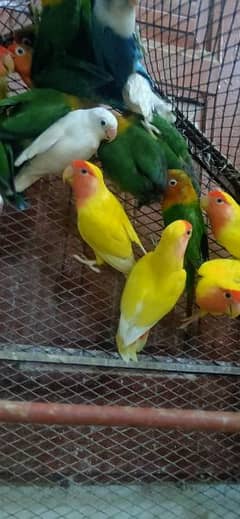 birds lover's