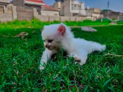 full white Persian punch face