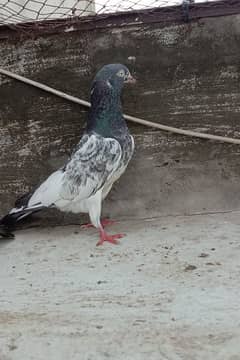 mix pigeon