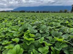 Strawberry Plant at Rs 3/plant in Upper Dir