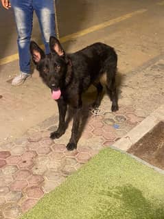 black shepherd female available