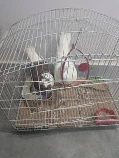 Perfect Pigeons Pair With Beautiful Cage 0