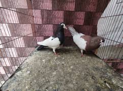 pigeon whatsapp 03707052004