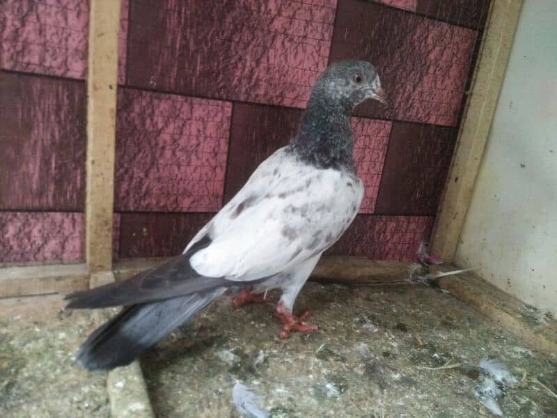 pigeon whatsapp 03707052004 2