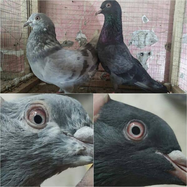 pigeon whatsapp 03707052004 3