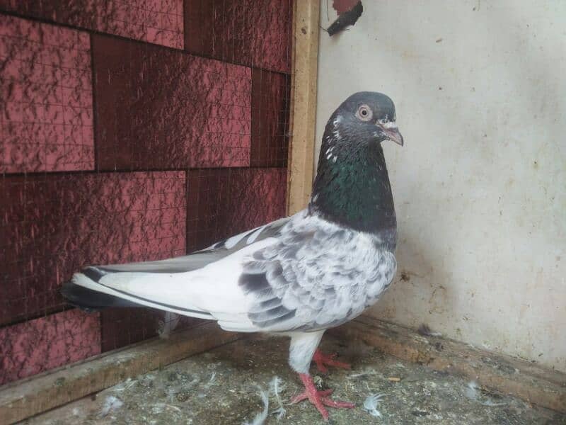 pigeon whatsapp 03707052004 4