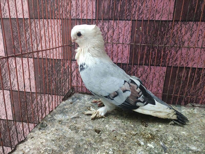 pigeon whatsapp 03707052004 5