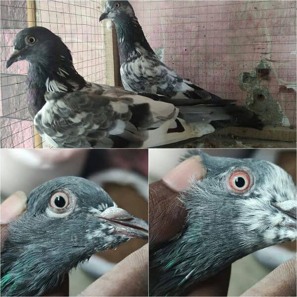 pigeon whatsapp 03707052004 7