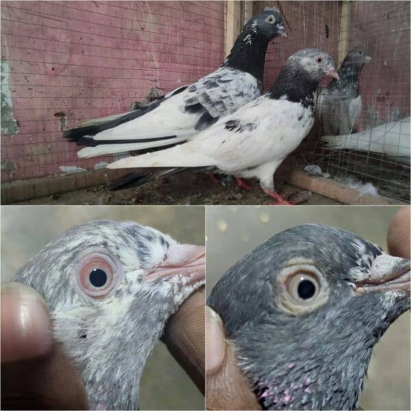 pigeon whatsapp 03707052004 8