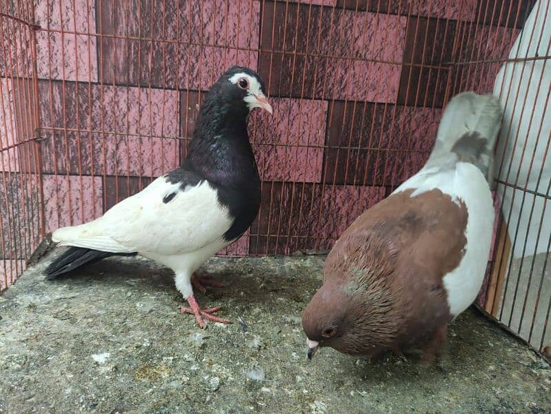 pigeon whatsapp 03707052004 11