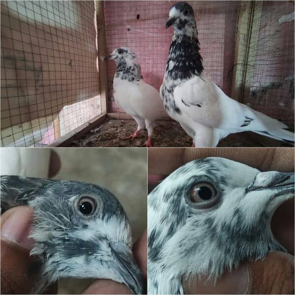 pigeon whatsapp 03707052004 12