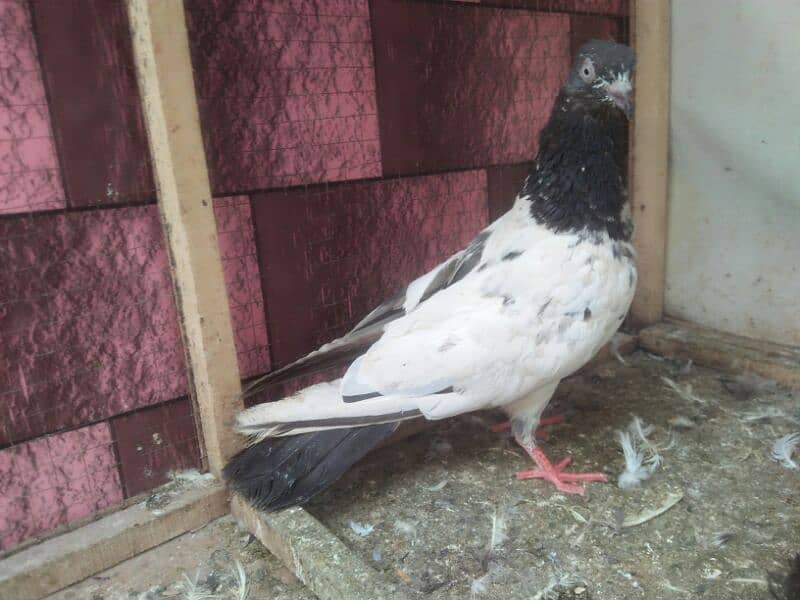 pigeon whatsapp 03707052004 13