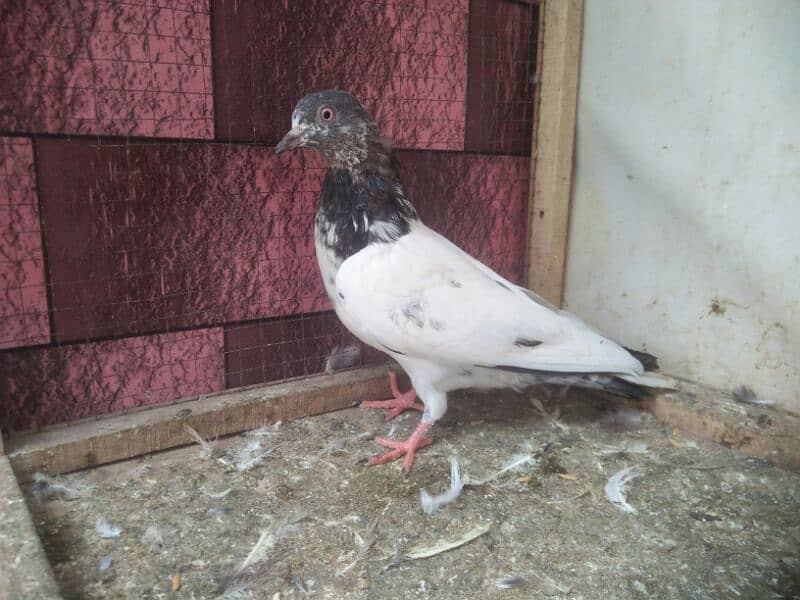 pigeon whatsapp 03707052004 16