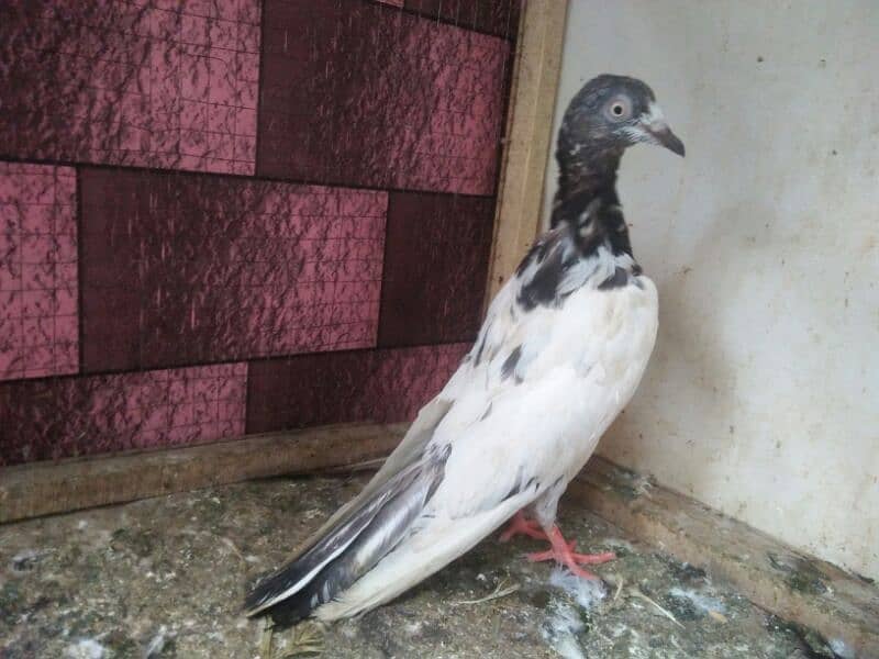 pigeon whatsapp 03707052004 17