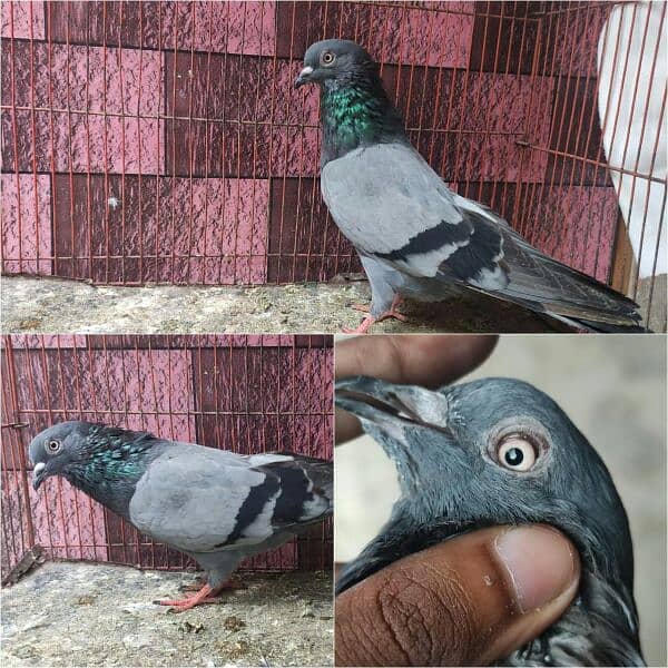 pigeon whatsapp 03707052004 18