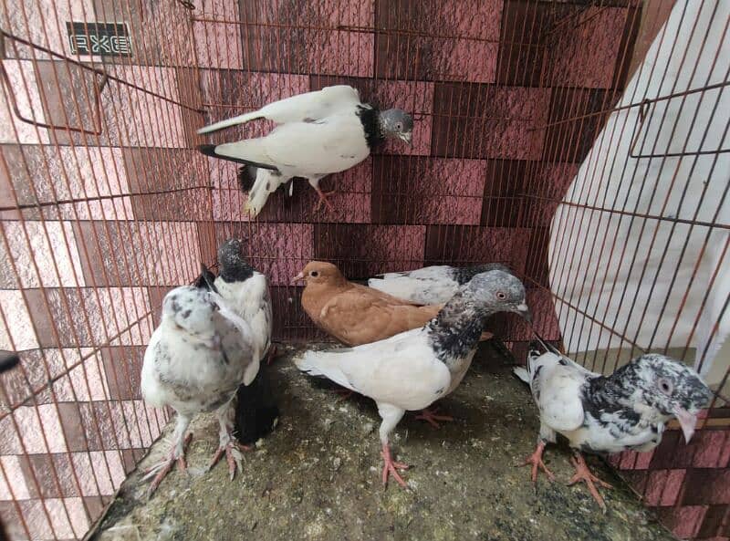 pigeon whatsapp 03707052004 19