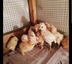 Black and White Silkie, Heavy Golden Buff and Golden Misri Chicks