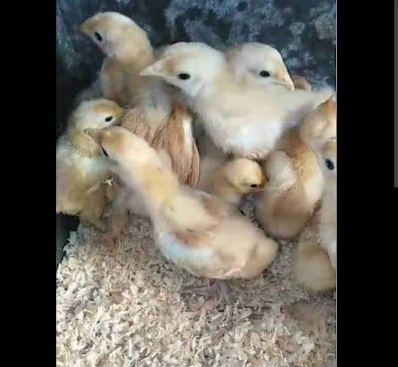 Black and White Silkie, Heavy Golden Buff and Golden Misri Chicks 1